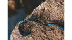 Crua Outdoors Tree Straps -Scotty || Airhead || Astral Sales Store opplanet crua outdoors tree straps black blue ts 01 av 4